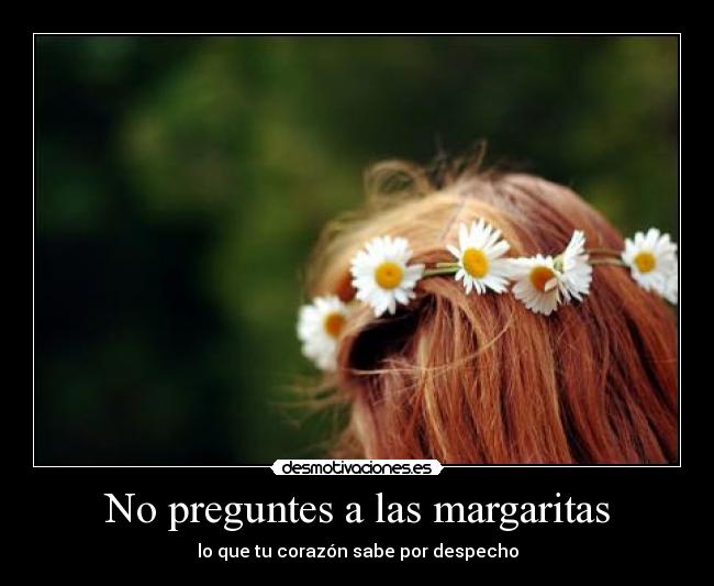 No preguntes a las margaritas -