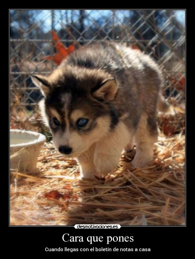 carteles cara padres notas boletin suspensos desmotivaciones