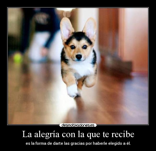 La alegría con la que te recibe - es la forma de darte las gracias por haberle elegido a él.