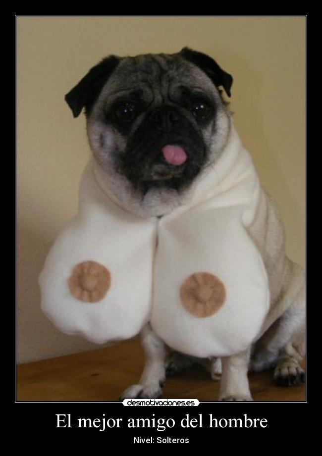 El mejor amigo del hombre - Nivel: Solteros