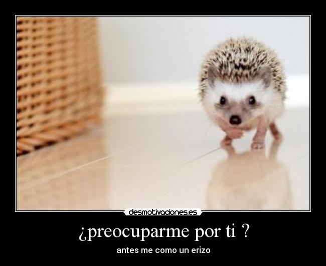 ¿preocuparme por ti ? - antes me como un erizo