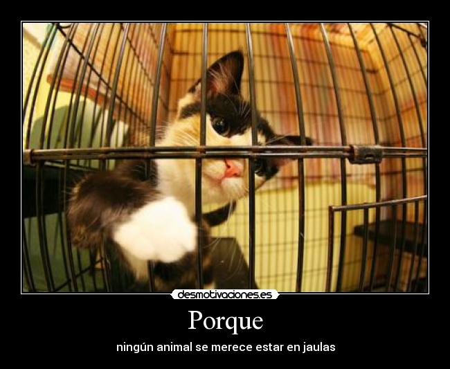 Porque - ningún animal se merece estar en jaulas