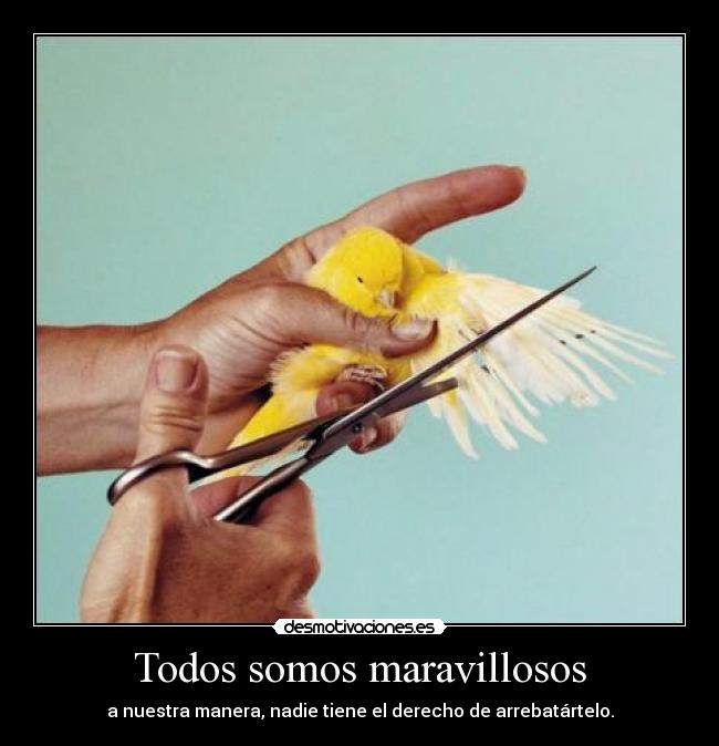 Todos somos maravillosos -