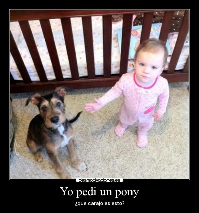 Yo pedi un pony - ¿que carajo es esto?