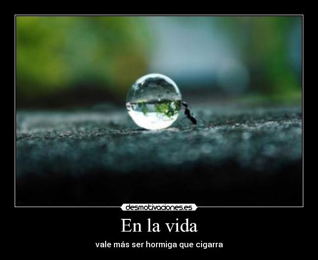 En la vida - vale más ser hormiga que cigarra