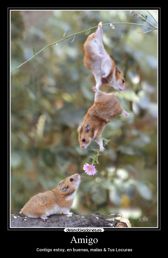 Amigo - Contigo estoy, en buenas, malas & Tus Locuras