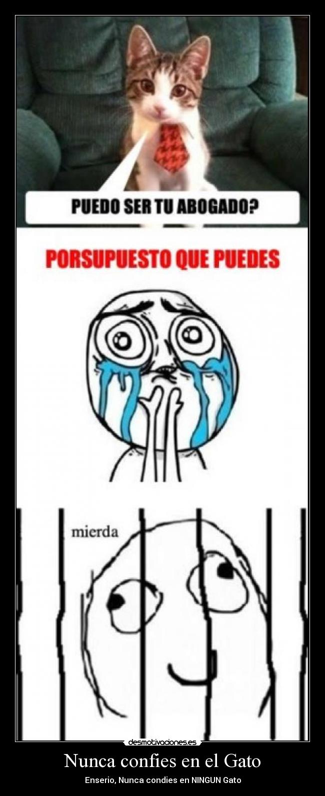 Nunca confies en el Gato - Enserio, Nunca condies en NINGUN Gato