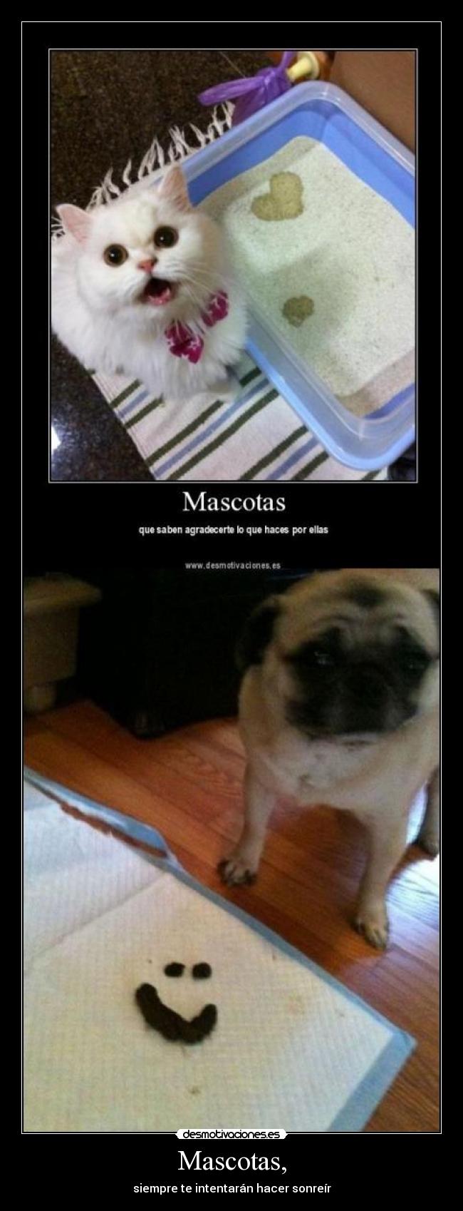 Mascotas, -