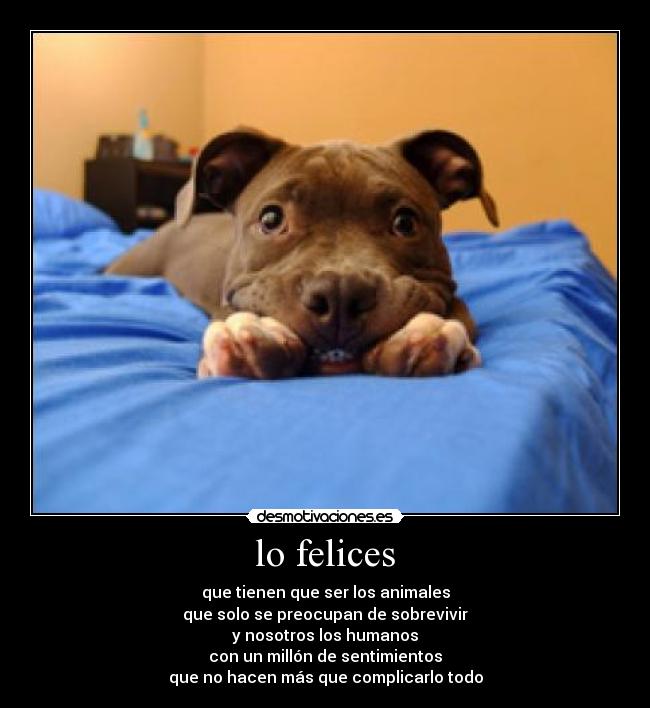 lo felices - que tienen que ser los animales
que solo se preocupan de sobrevivir
y nosotros los humanos
con un millón de sentimientos
que no hacen más que complicarlo todo
