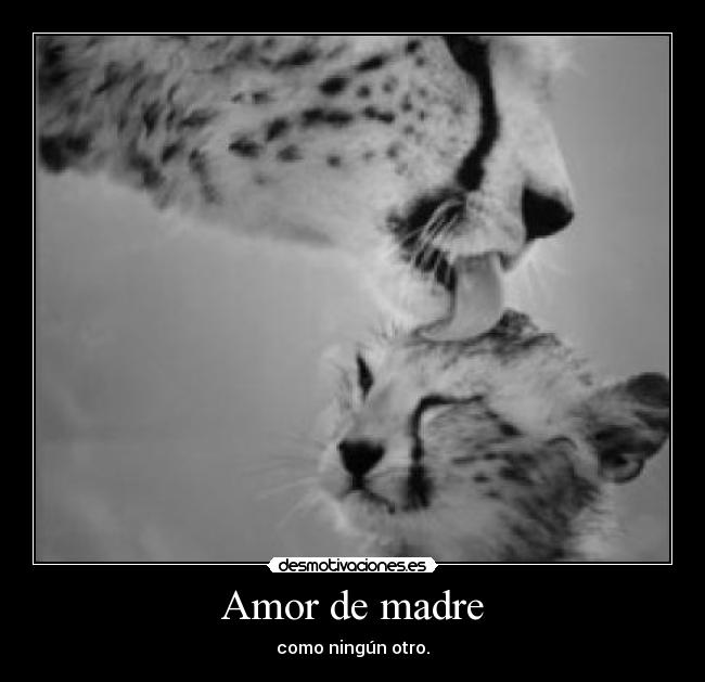 Amor de madre - 