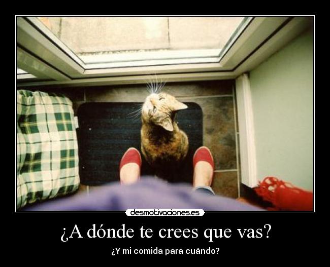 ¿A dónde te crees que vas? - 