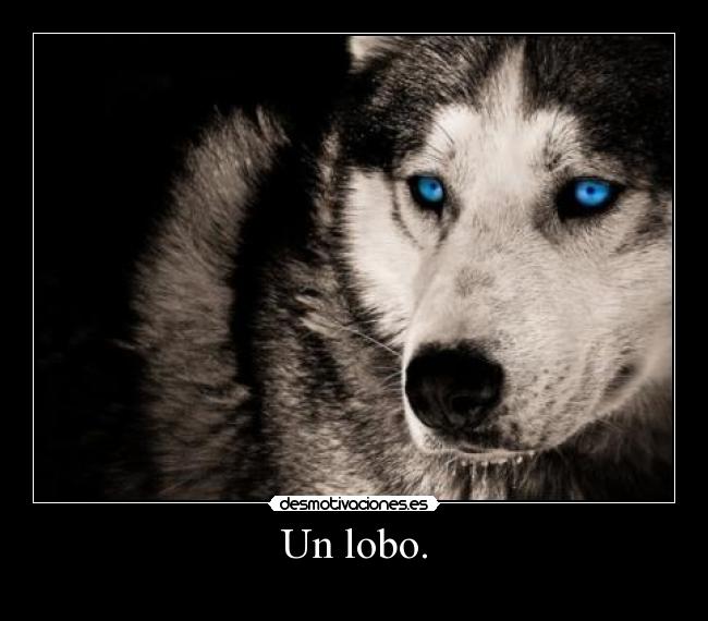 Un lobo. -
