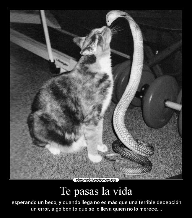 Te pasas la vida - esperando un beso, y cuando llega no es más que una terrible decepción
un error, algo bonito que se lo lleva quien no lo merece....