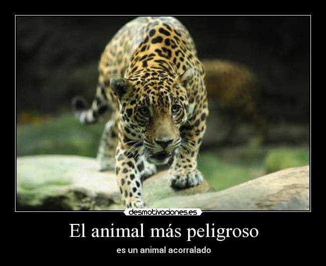 El animal más peligroso - es un animal acorralado