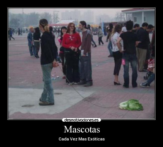 Mascotas - 