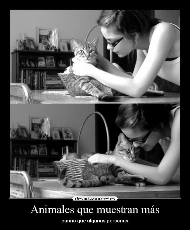 Animales que muestran más - cariño que algunas personas.
