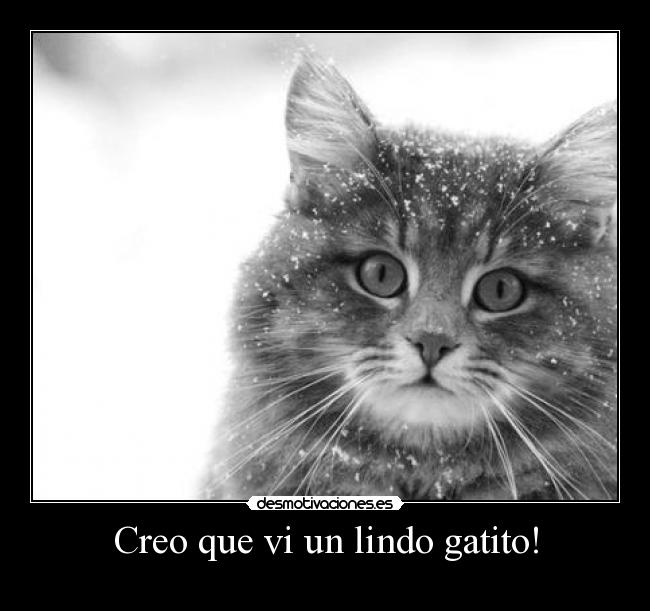 Creo que vi un lindo gatito! -