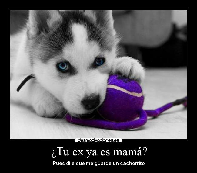 ¿Tu ex ya es mamá? - Pues dile que me guarde un cachorrito