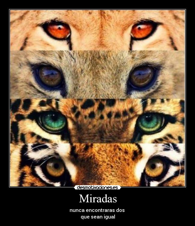 Miradas -