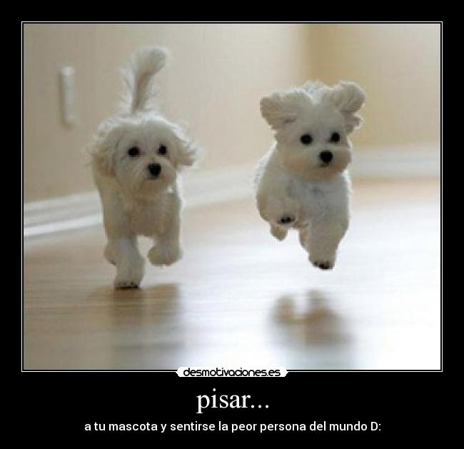 pisar... - a tu mascota y sentirse la peor persona del mundo D: