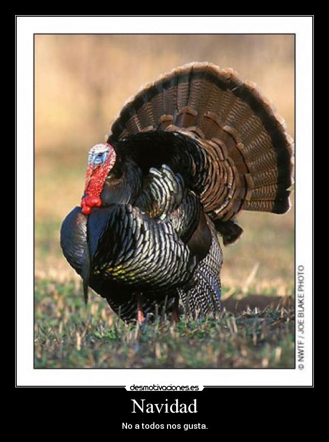 Navidad - No a todos nos gusta.