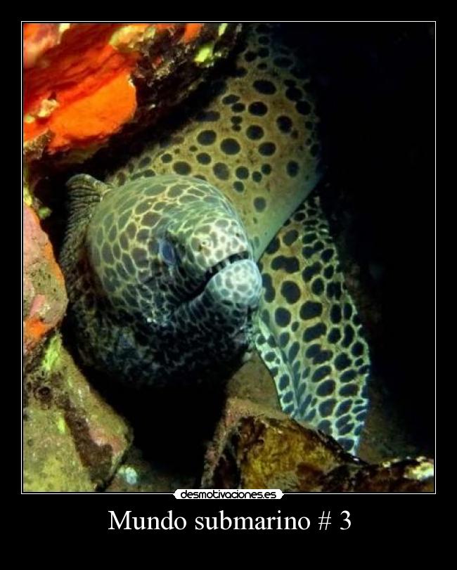Mundo submarino # 3 - 