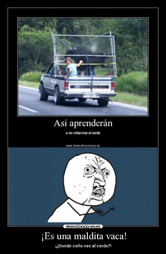 ¡Es una maldita vaca! - 