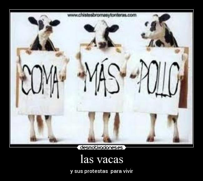 las vacas -