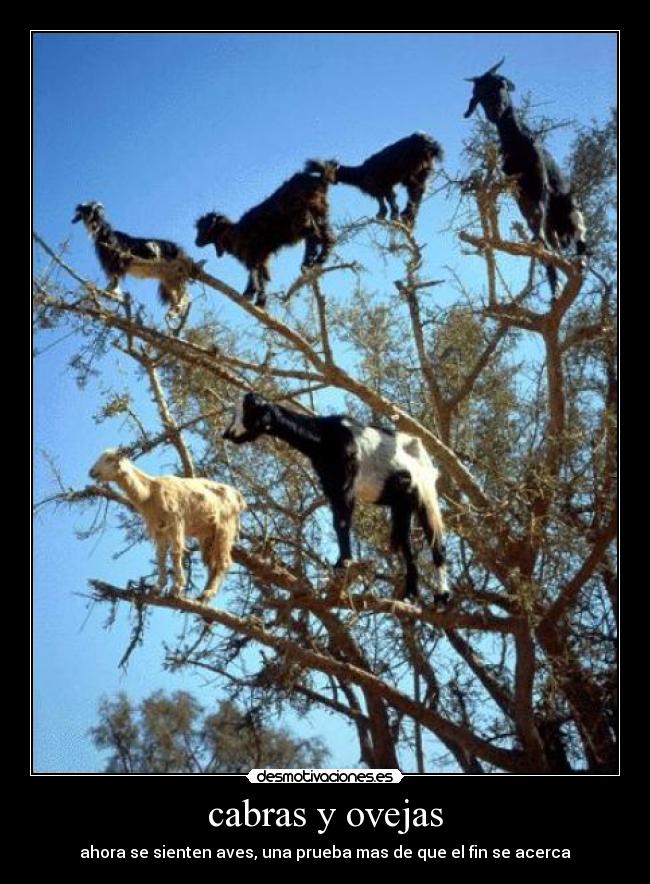 cabras y ovejas - ahora se sienten aves, una prueba mas de que el fin se acerca