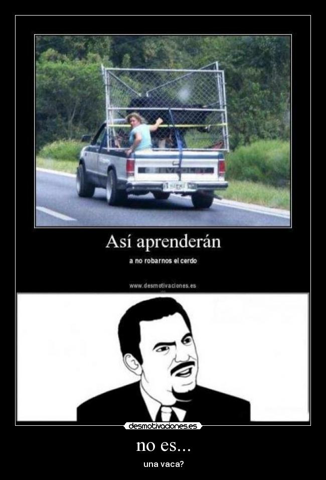 no es... - una vaca?