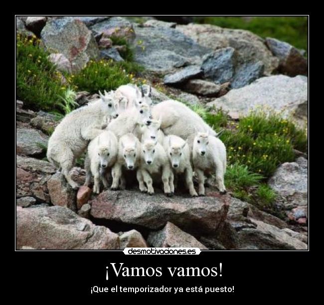 ¡Vamos vamos! -