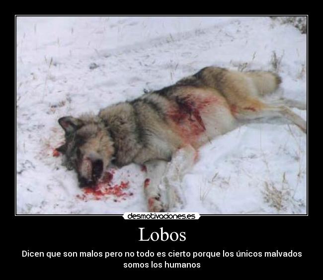 Lobos - 