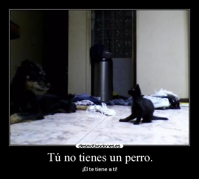 Tú no tienes un perro. -