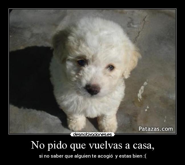 carteles casa perrito bola twt desmotivaciones