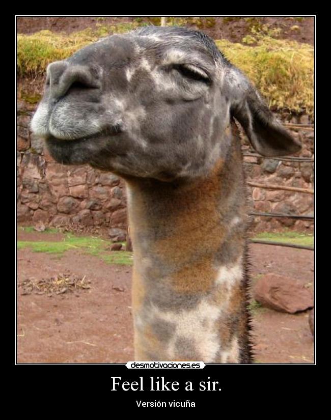 carteles cusco peru vicuna feel like sir desmotivaciones