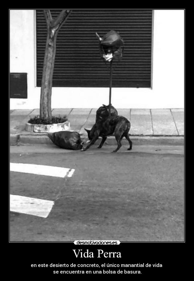 Vida Perra - en este desierto de concreto, el único manantial de vida
se encuentra en una bolsa de basura.