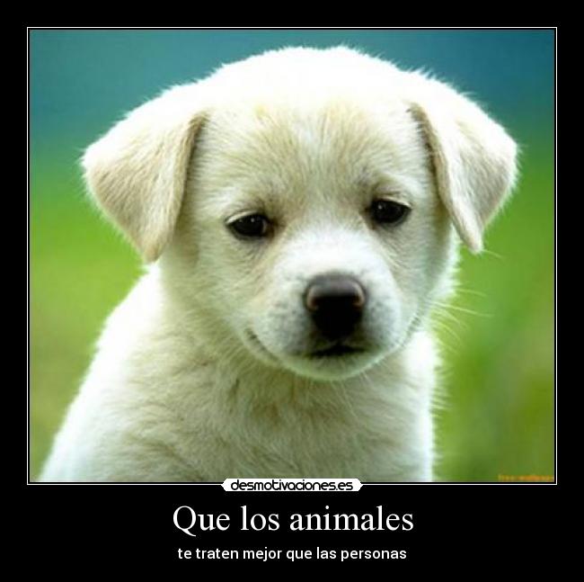Que los animales -