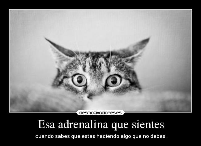 Esa adrenalina que sientes - 