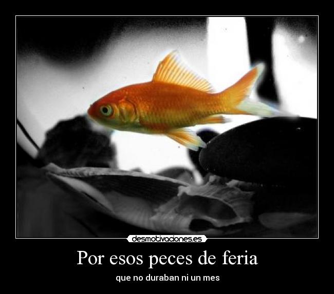 Por esos peces de feria - 
