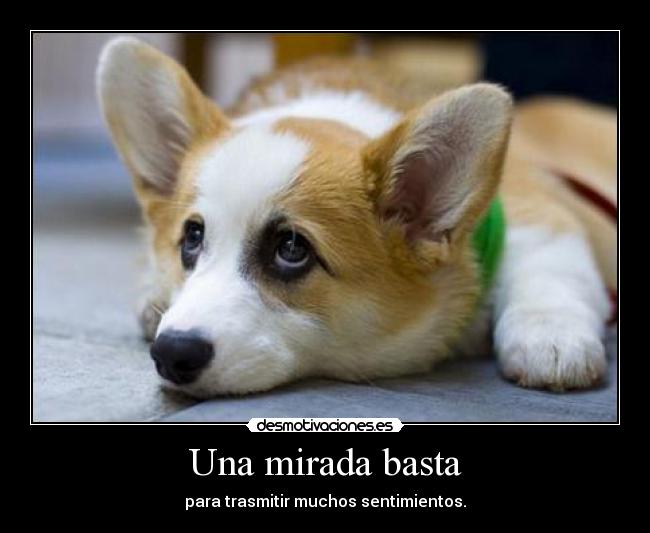 Una mirada basta - 