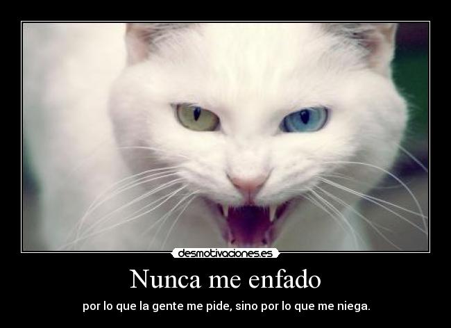 carteles gatosenfado gente niega desmotivaciones