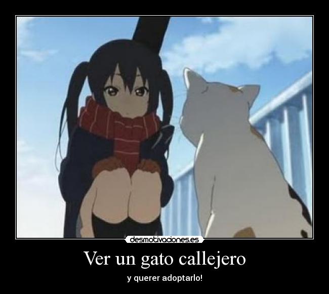 Ver un gato callejero - y querer adoptarlo!