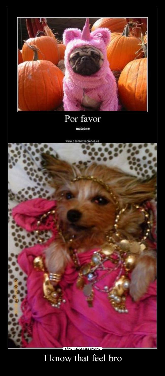 carteles know that feel bro desmotivaciones