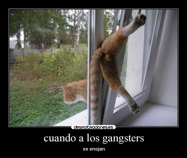 cuando a los gangsters - se enojan