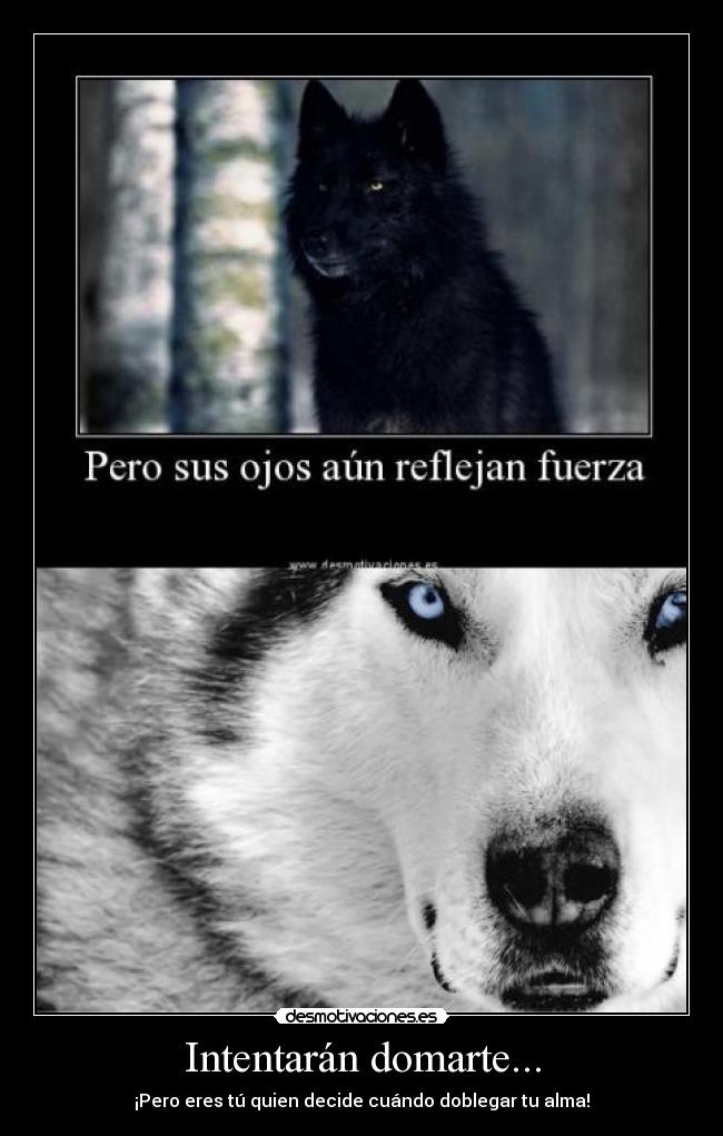 Intentarán domarte... -