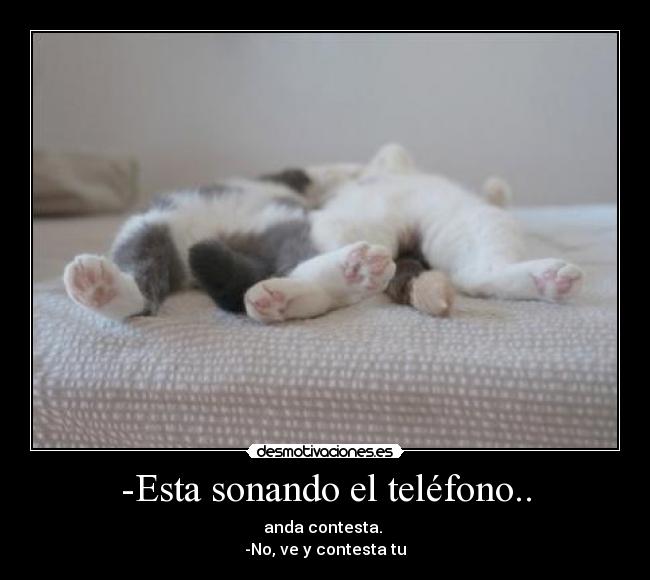 -Esta sonando el teléfono.. -