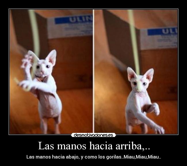 Las manos hacia arriba,.. - 