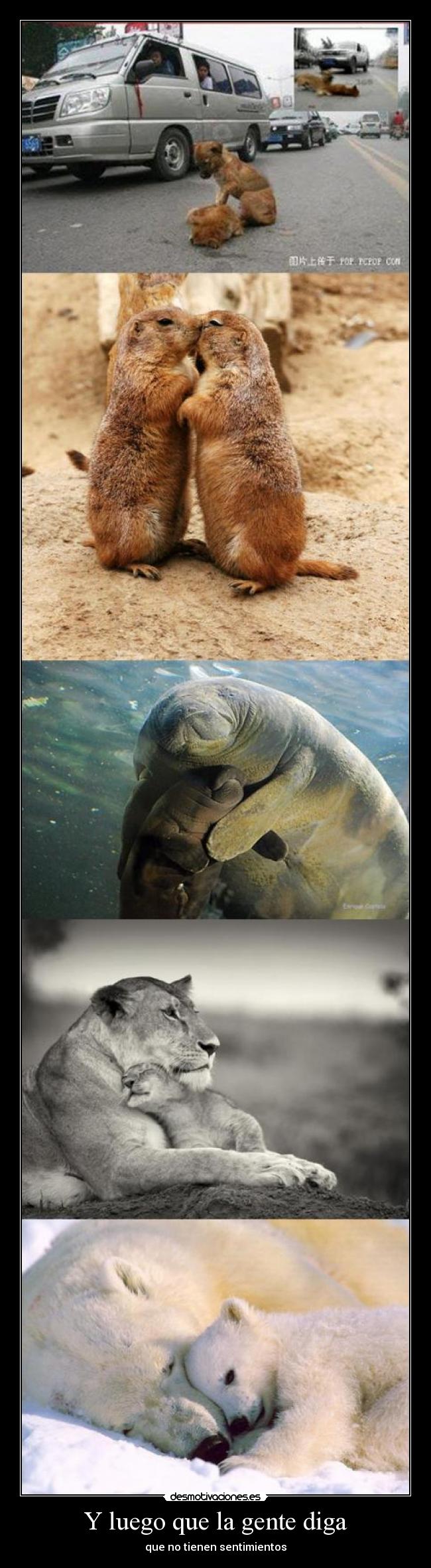 Y luego que la gente diga - que no tienen sentimientos