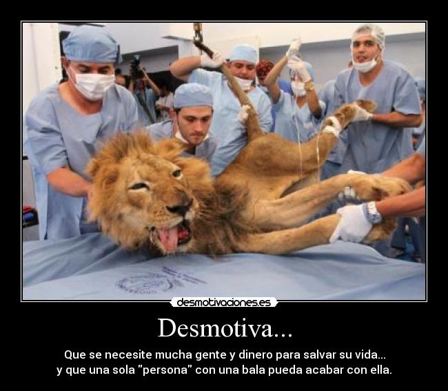 carteles rey desmotivaciones