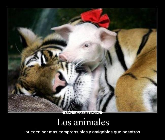 Los animales - pueden ser mas comprensibles y amigables que nosotros